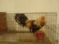 /album/fotogaleria-veterinaria/dsc05668-jpg/