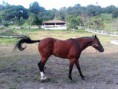 /album/caballos/a2013-07-24-18-32-37-635-ojuelos-jpg/