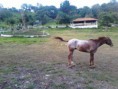 /album/caballos/a2013-07-24-18-46-55-473-ojuelos-jpg/