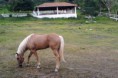 /album/caballos/a2013-07-24-18-55-21-792-ojuelos-jpg/