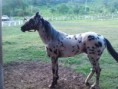 /album/caballos/a1000458-561467950584384-416843818-n-jpg2/